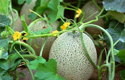 黑料吃黑瓜网属于什么,网络黑产背后的黑暗秘密